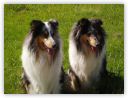 Collies vom Bienenwald.jpg